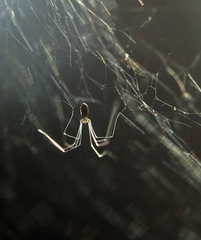Pholcus opilionoides