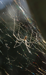 Pholcus opilionoides