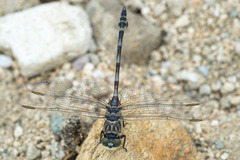 Lindenia tetraphylla