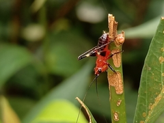 Conocephalus melaenus