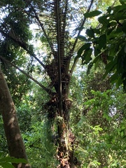 Arenga pinnata