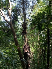 Arenga pinnata