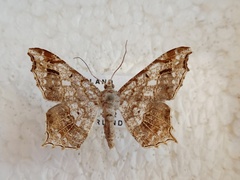 Chiasmia emersaria
