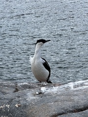 Leucocarbo bransfieldensis