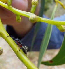 Dolichoderus scabridus