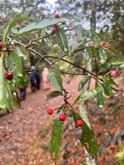 Photinia niitakayamensis