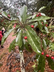Photinia niitakayamensis