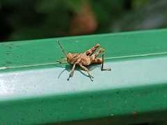 Catantopinae