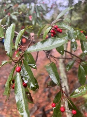 Photinia niitakayamensis