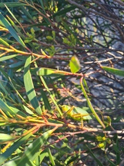 Terpandrus endota