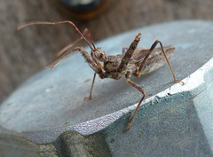 Acholla multispinosa