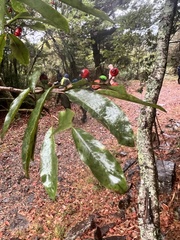 Photinia niitakayamensis