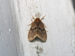 Euproctis asteroides