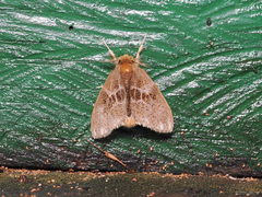 Euproctis asteroides