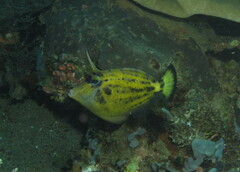 Cantherhines fronticinctus