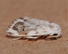 Niphopyralis chionesis