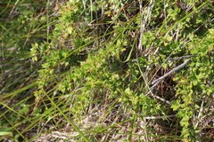Ilex pernyi