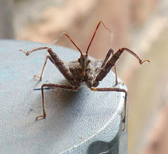 Acholla multispinosa