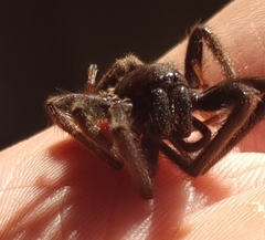 Segestria florentina