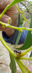 Dolichoderus scabridus