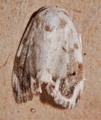 Niphopyralis chionesis