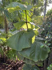 Coccoloba pubescens