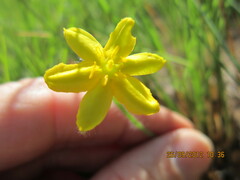 Hypoxis filiformis