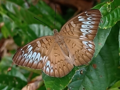 Tanaecia pelea