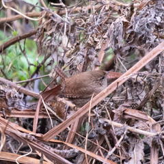 Troglodytes troglodytes