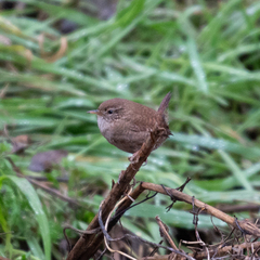 Troglodytes troglodytes