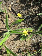 Hypoxis filiformis
