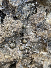 Anthopleura dixoniana