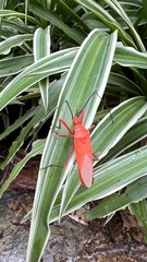 Macrocheraia grandis