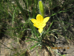 Hypoxis filiformis