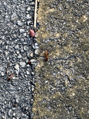 Camponotus inaequalis