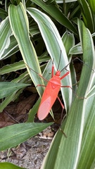 Macrocheraia grandis