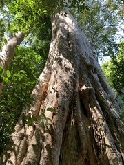 Lagerstroemia calyculata