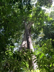 Lagerstroemia calyculata