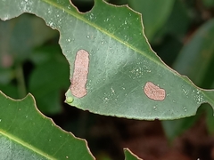 Tanaecia pelea
