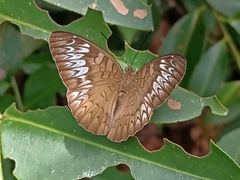 Tanaecia pelea