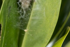 Meotipa spiniventris