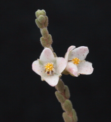 Cyanothamnus baeckeaceus baeckeaceus