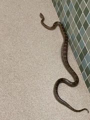 Pantherophis emoryi