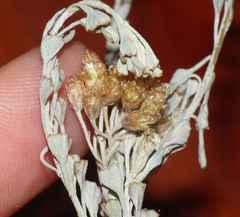 Pentzia dentata