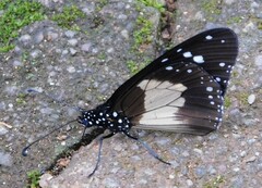 Amauris albimaculata