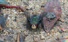 Blepharicnema splendens