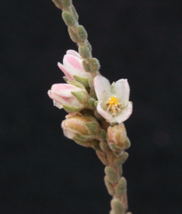 Cyanothamnus baeckeaceus baeckeaceus
