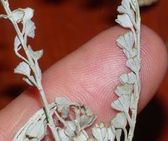 Pentzia dentata