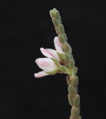 Cyanothamnus baeckeaceus baeckeaceus