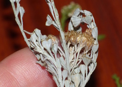 Pentzia dentata